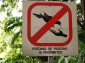 Pigeon 03 aa